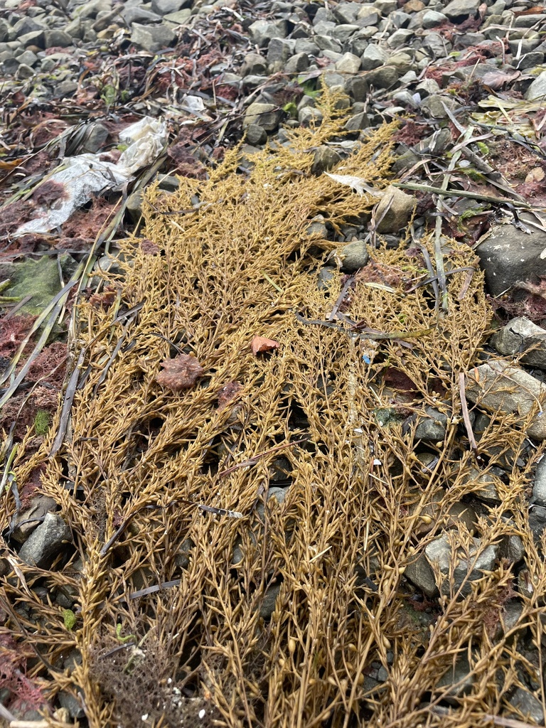 Photo of Japanese Wireweed (Sargassum muticum)