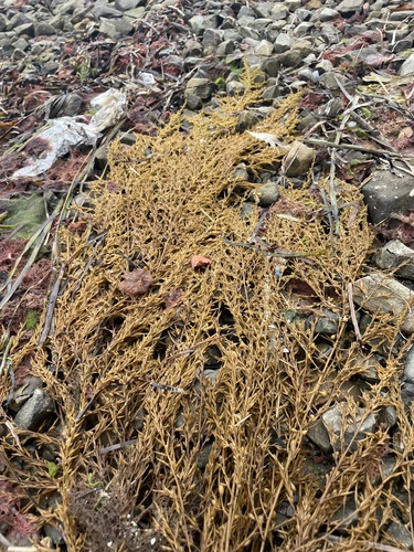 Photo de Sargasse mutante (Sargassum muticum)