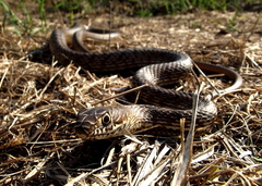 Masticophis flagellum testaceus