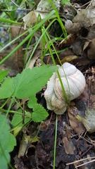 Helix pomatia