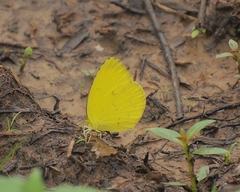 Eurema blanda arsakia