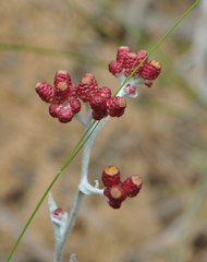 Helichrysum sanguineum