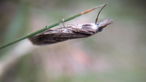 Elbow-striped Grass-veneer, Noordwijkerhout, Nederland, photo 9 of 10