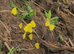 Eurema blanda arsakia