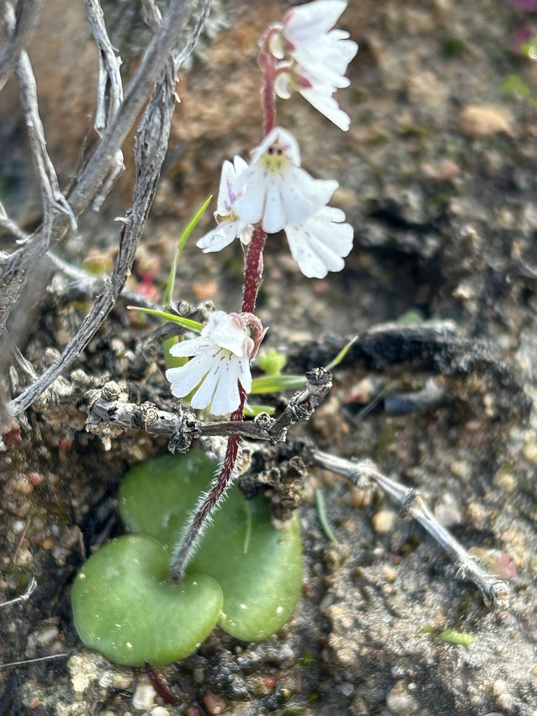 Holothrix aspera