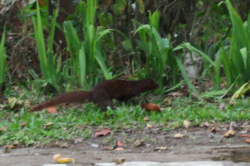 Urva javanica