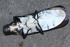 Megaloxantha bicolor