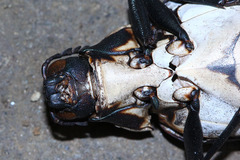 Megaloxantha bicolor