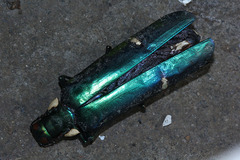 Megaloxantha bicolor