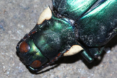 Megaloxantha bicolor