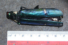 Megaloxantha bicolor