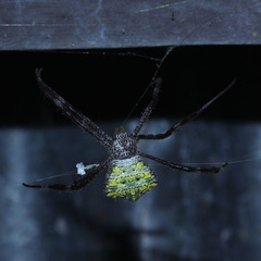 Argiope appensa