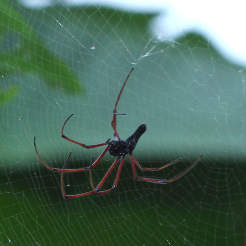 Photo of Black Golden Orbweaver (Nephila kuhli)