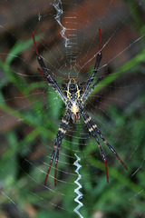 Argiope reinwardti