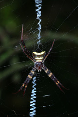 Argiope reinwardti