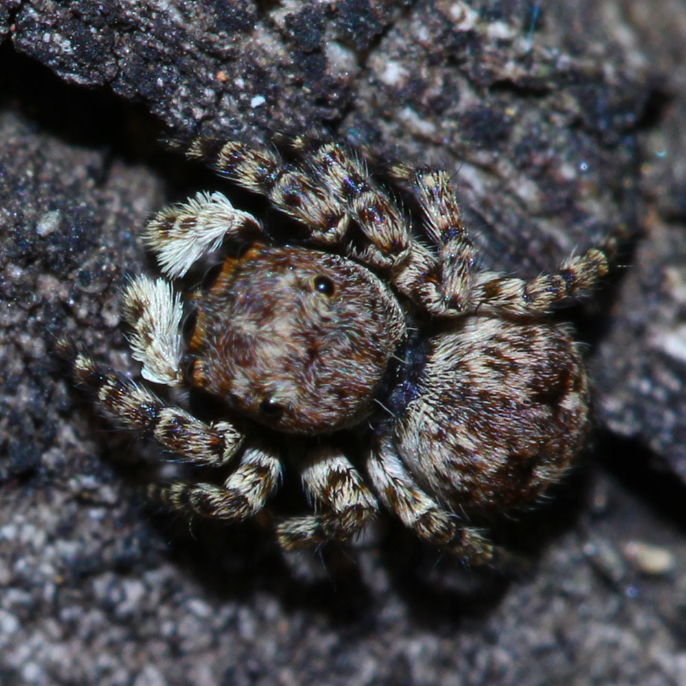 Gedea flavogularis