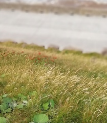 Pilosella aurantiaca