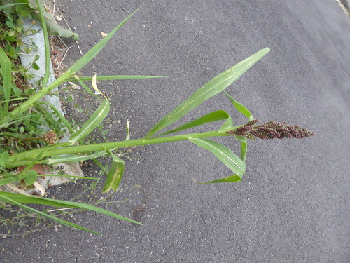 Image of Echinochloa esculenta by (c) jamie-aa, some rights reserved (CC BY)