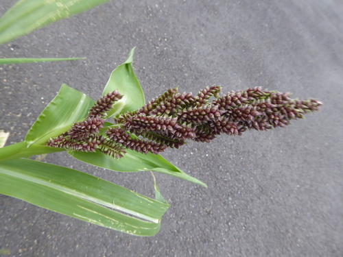 Image of Echinochloa esculenta by (c) jamie-aa, some rights reserved (CC BY)