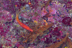 Five-Striped Hogfish photo 2