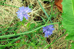 Cichorium intybus