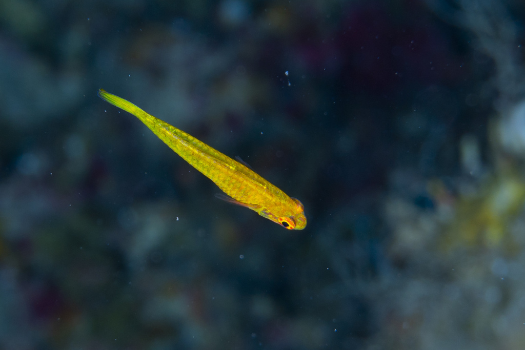 Yellow-cave pygmygoby (Trimma taylori) — Gobiidae