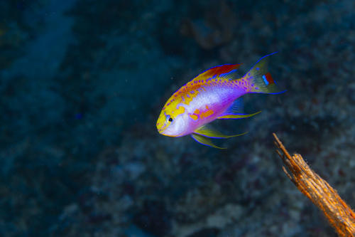 Pseudanthias ventralis observed 2024-08-18