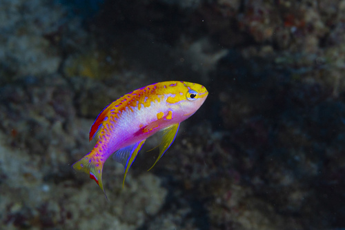 Pseudanthias ventralis observed 2024-08-18