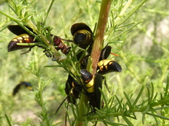 Scolia erythrocephala