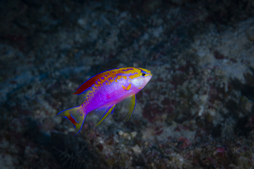 Pseudanthias ventralis observed 2024-08-18
