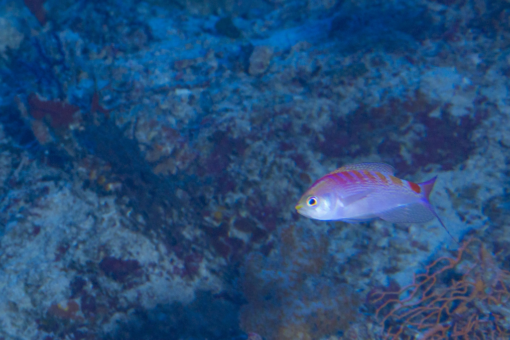 Pyronotanthias timanoa