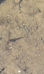 Pelobates vespertinus