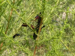 Scolia erythrocephala