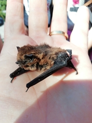 Pipistrellus pipistrellus