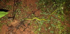 Craspedocephalus macrolepis