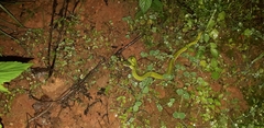 Craspedocephalus macrolepis