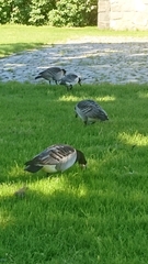 Branta leucopsis