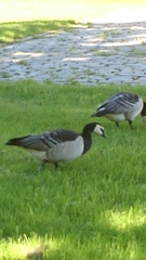 Branta leucopsis