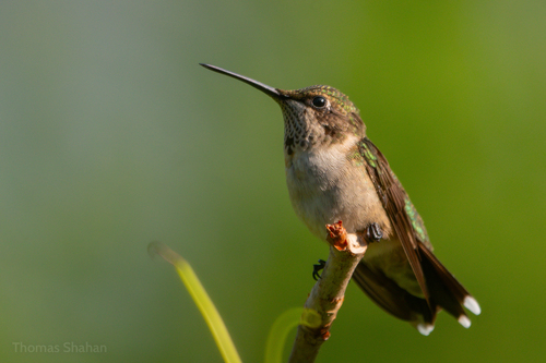 Ruby-throated Hummingbird photographed in Oklahoma