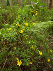 Hibbertia cuneiformis