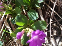 Primula daonensis
