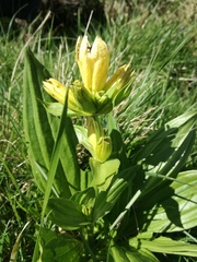 Gentiana punctata