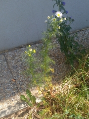 Tripleurospermum inodorum