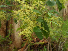 Trymalium odoratissimum