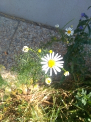 Tripleurospermum inodorum