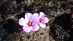 Oxalis stokoei