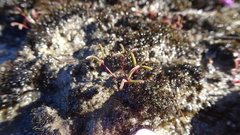 Oxalis stokoei