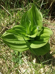 Veratrum album