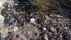 Oxalis stokoei