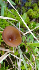 Myriosclerotinia caricis-ampullaceae